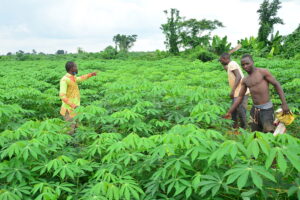 Cassava Farming Project Dufil Farm